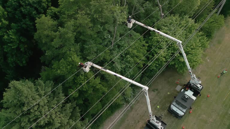 Best Tree Removal  in Hampton, IL