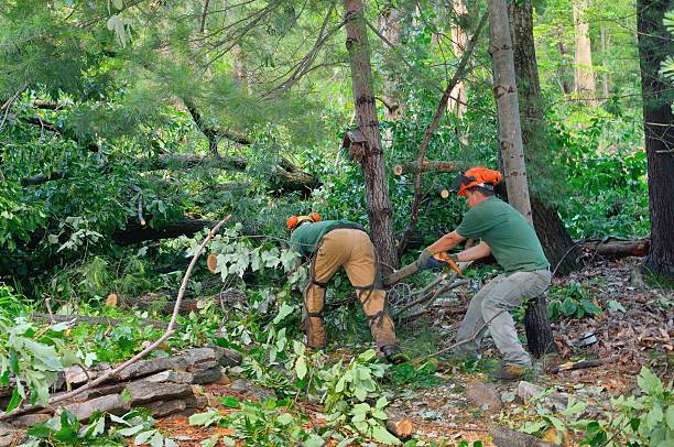 How Our Tree Care Process Works  in  Hampton, IL